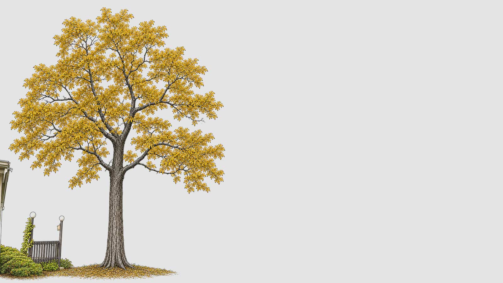 a chestnut tree in a backyard