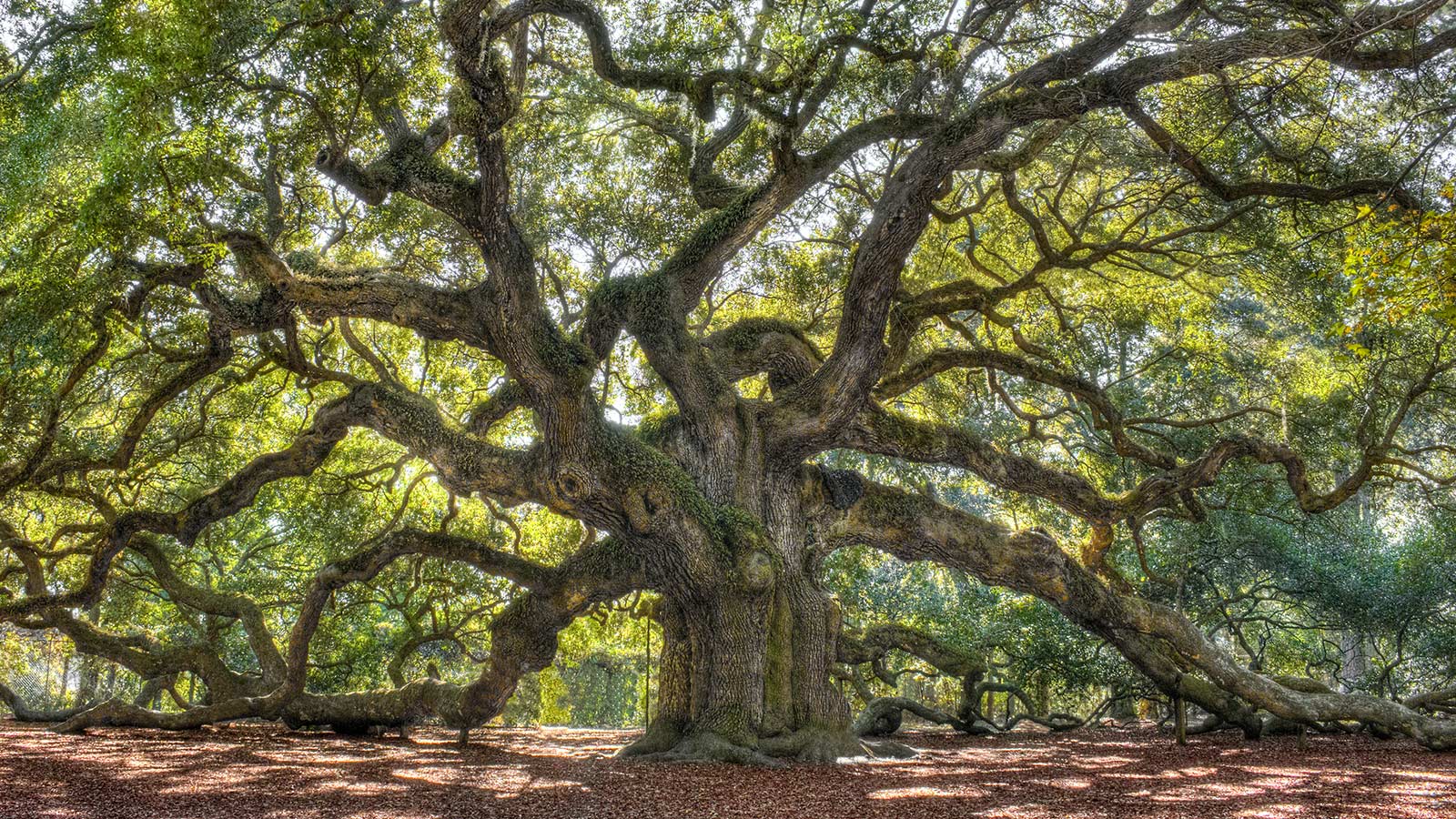 Very old tree with many branches.