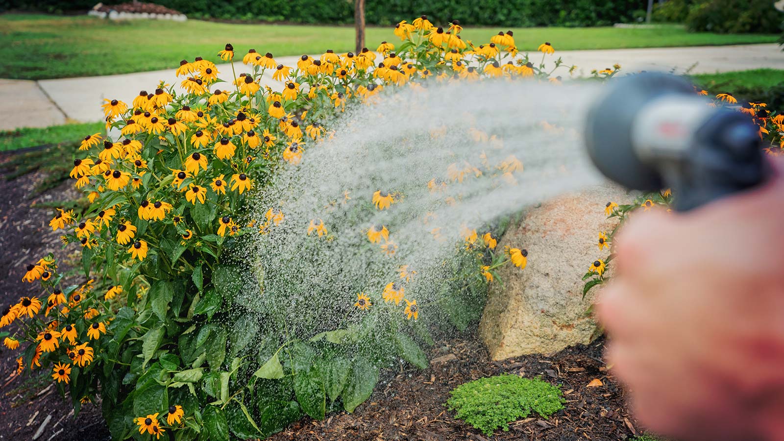 Watering shrubs with a hose for healthy root growth.