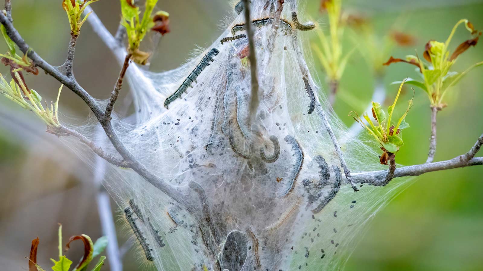 Webworms on a tree branch.