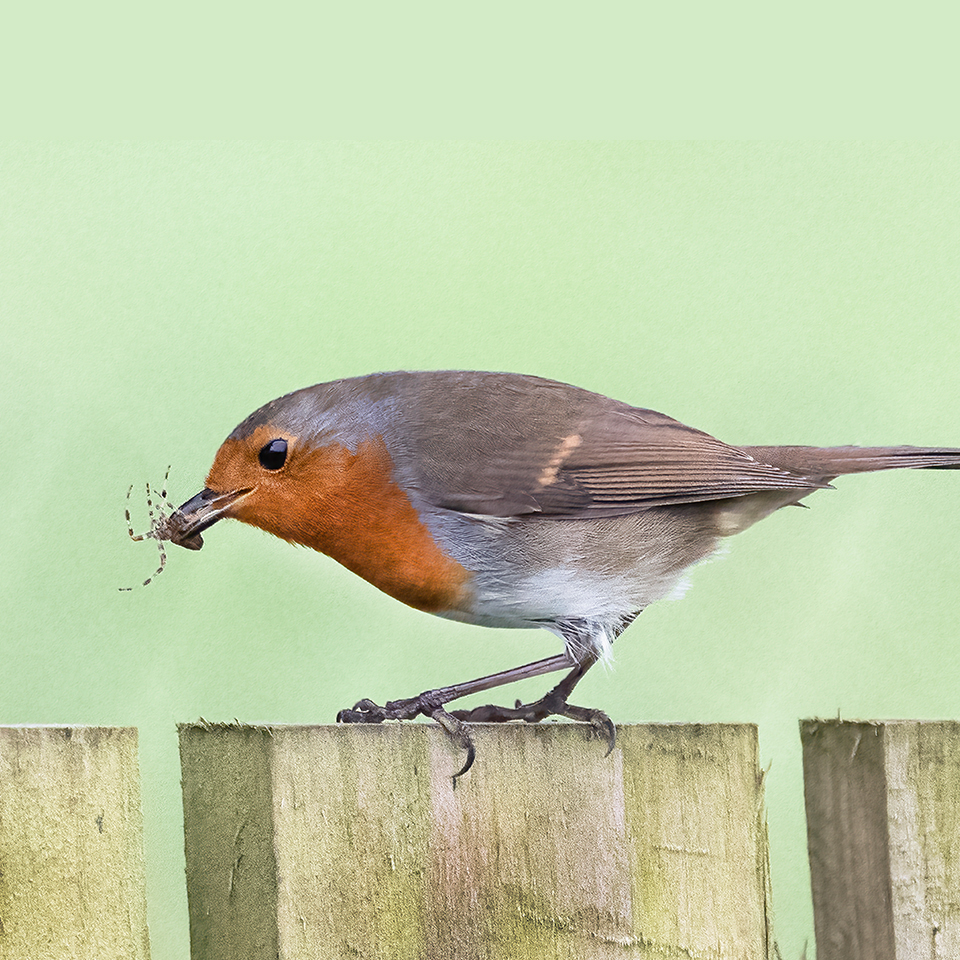 Robin eating a spider