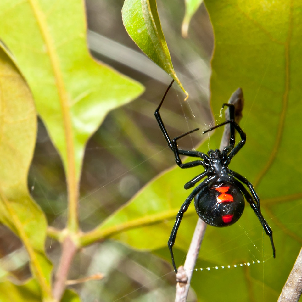 Cobweb spider web in corner of shed