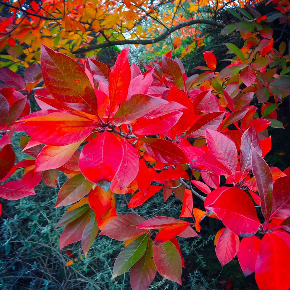 Black gum in the fall