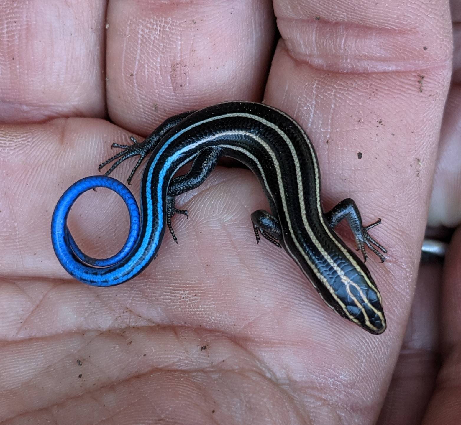 a blue skink