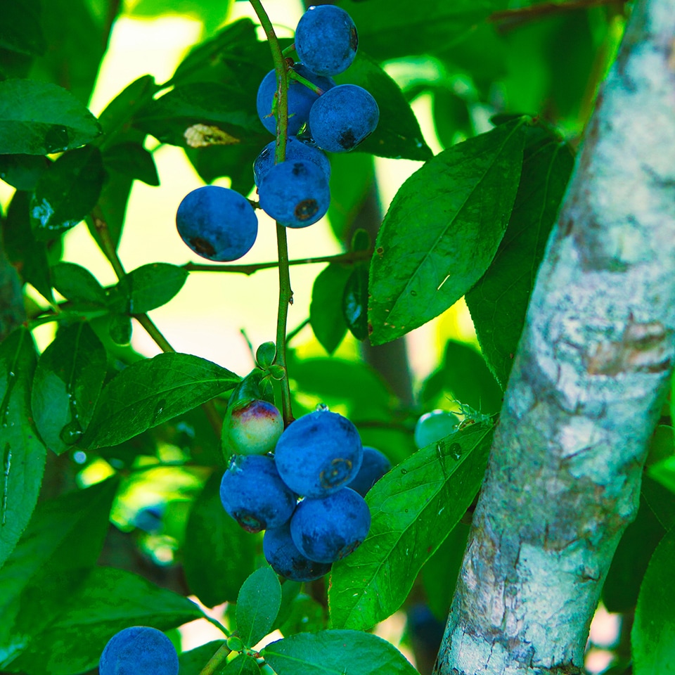 Dense blueberry thicket providing privacy and habitat