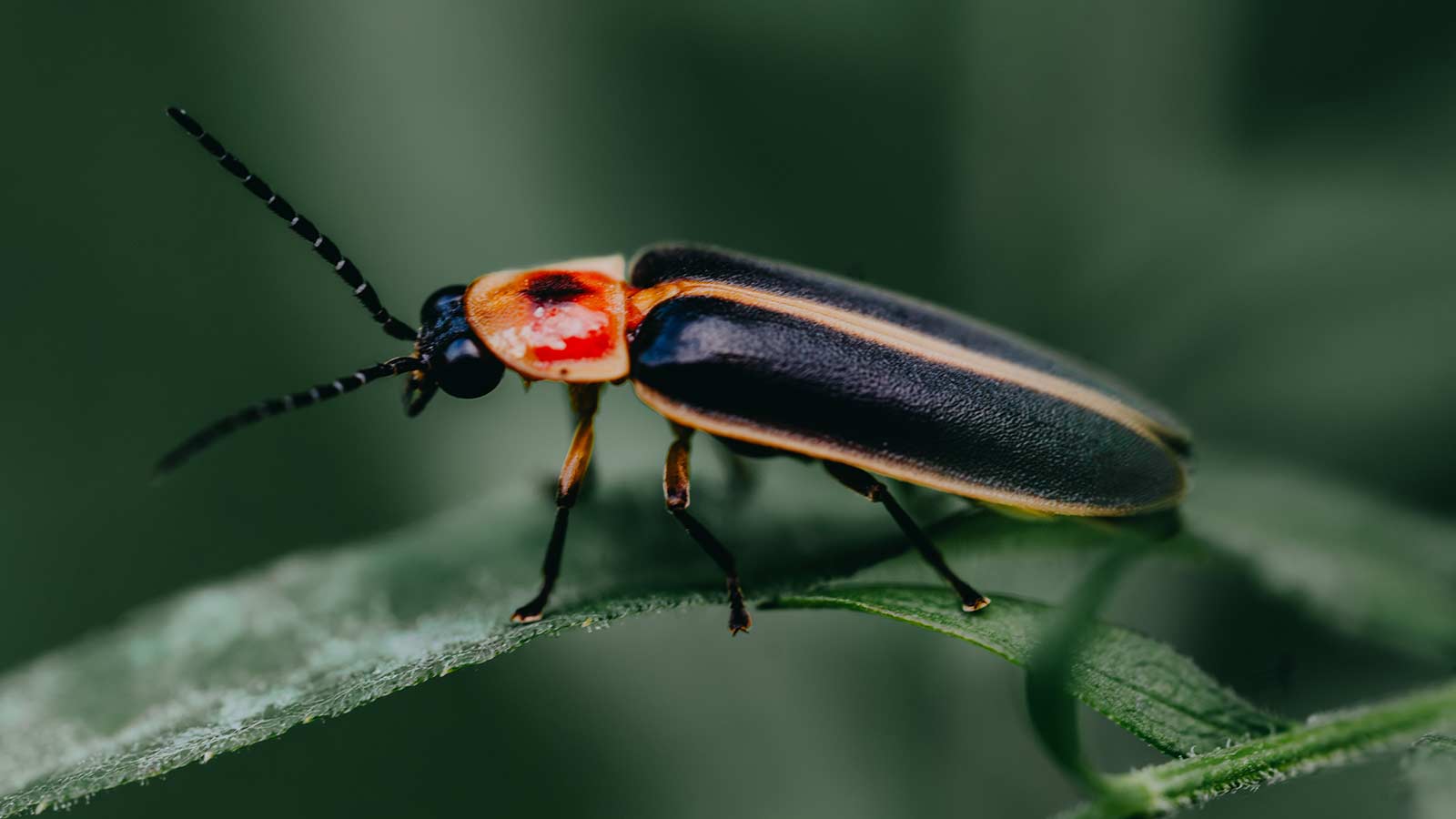 A firefly on a blade of grass.