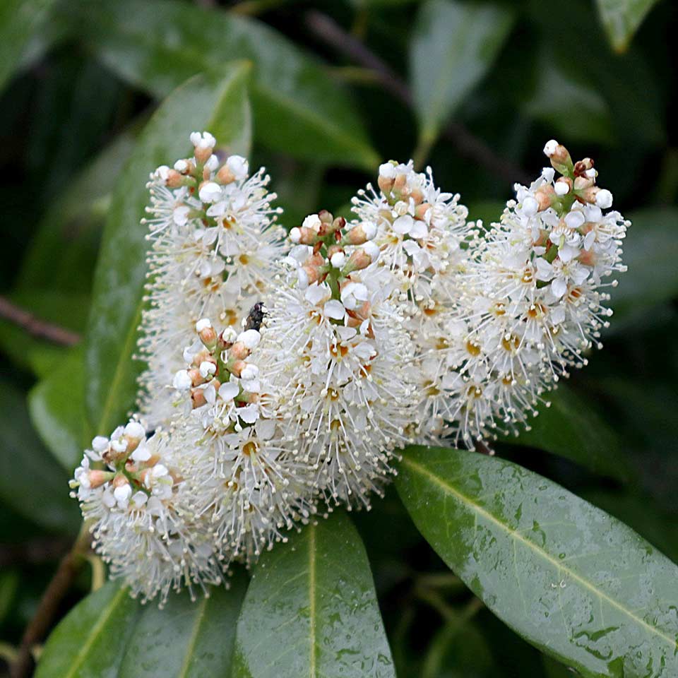 Carolina cherry laurel tree, native to North Carolina