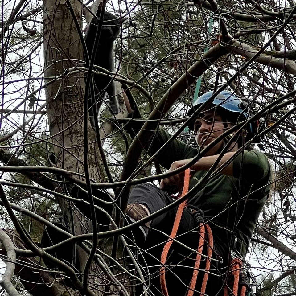 While out in the field, Andrea found a cat stuck in a tree and helped it find more solid ground.