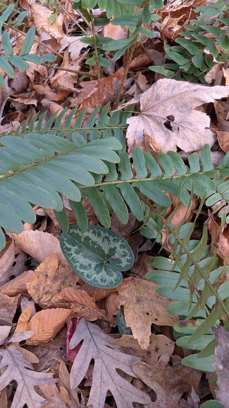 Christmas fern (*Polystichum acrostichoides*)