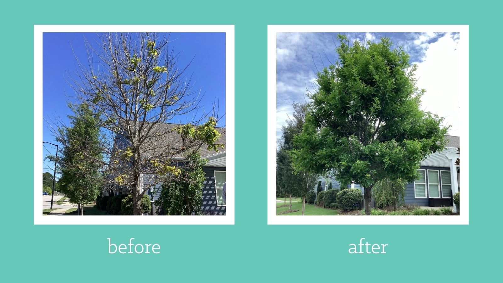 This oak tree was wholly transformed with two simple changes.