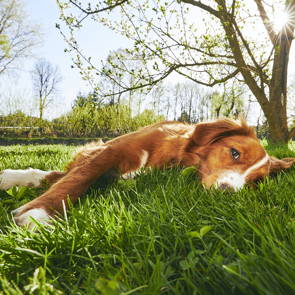 Dog laying on a healthy lawn