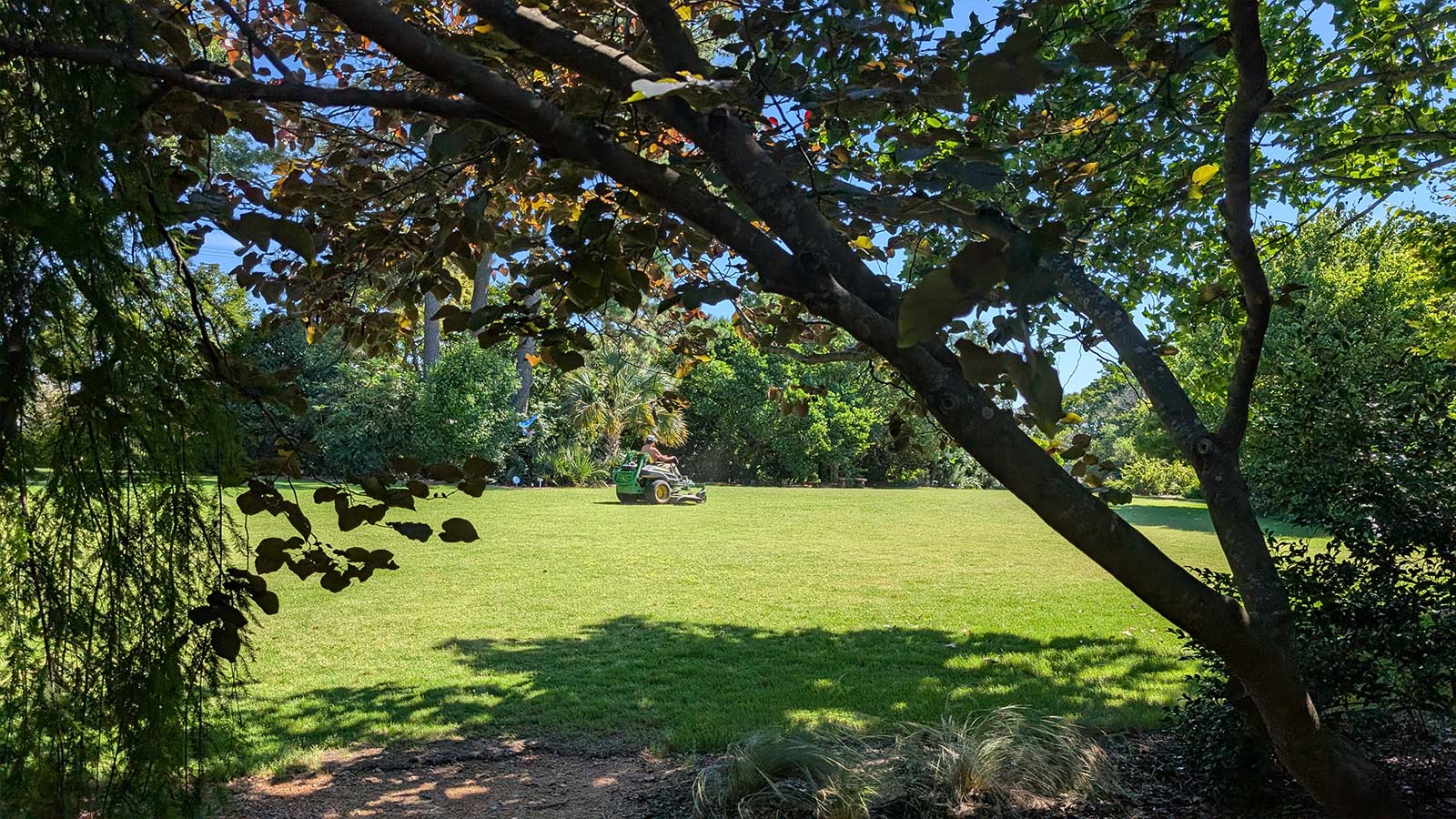 Green lawn near trees.