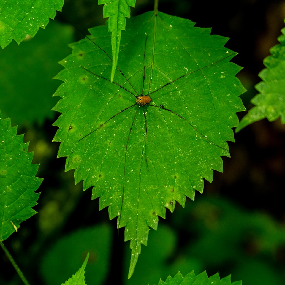 Harvestman (daddy longlegs) on leaf