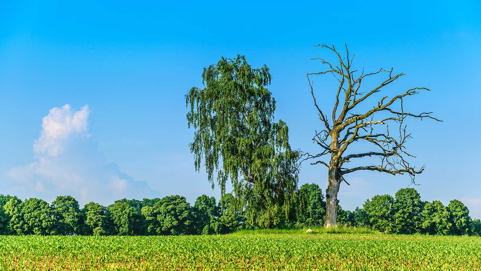 Dead or dying tree showing signs of decline and disease.