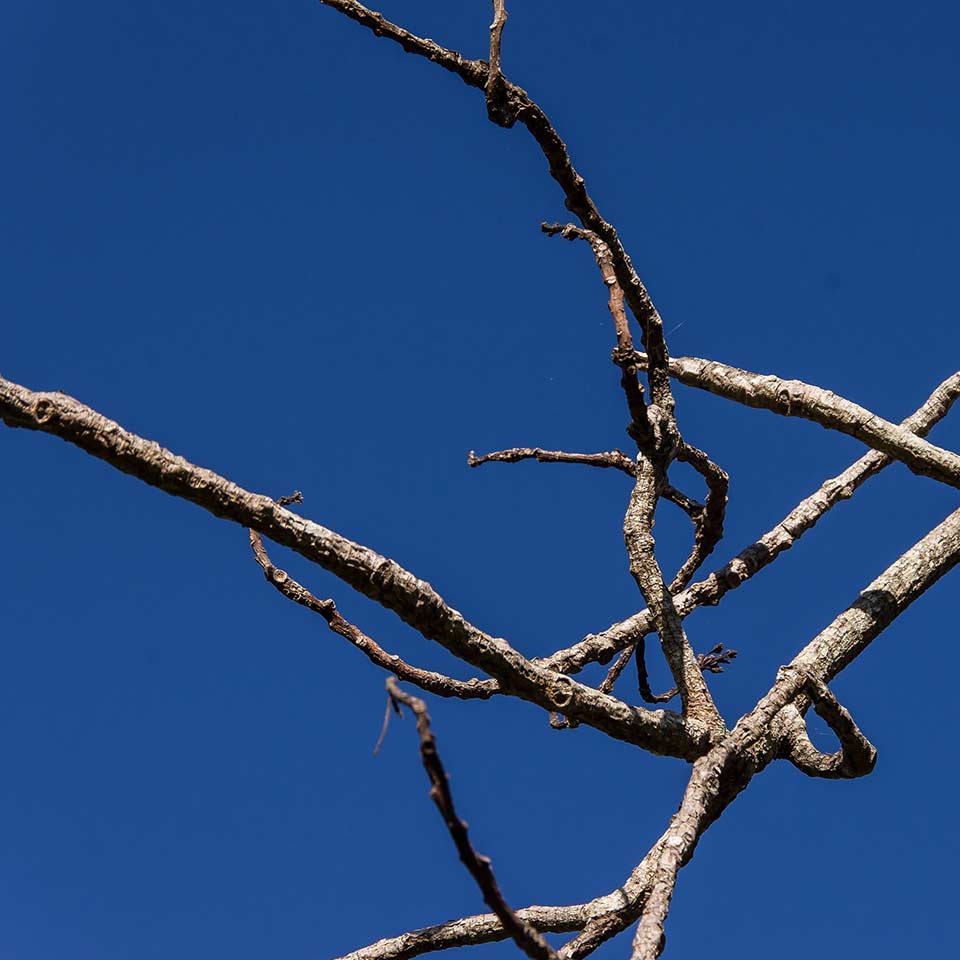 Tree with dead branches, possible disease