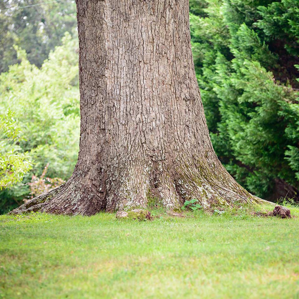 Proper mulch placement away from tree trunk