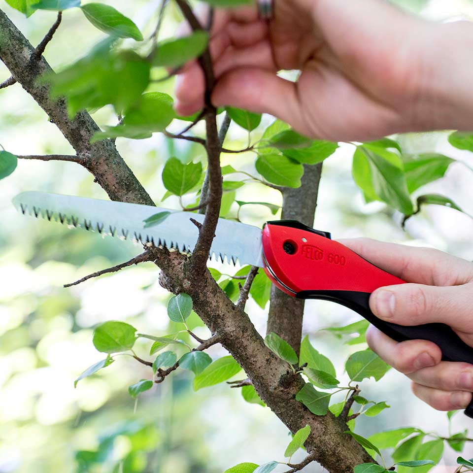Pruning a young oak tree to establish a strong trunk