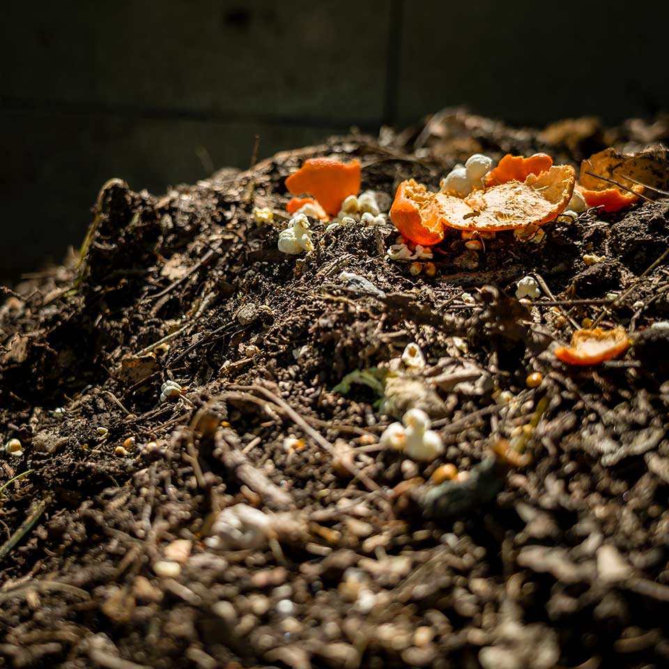 Compost added to soil for tree health
