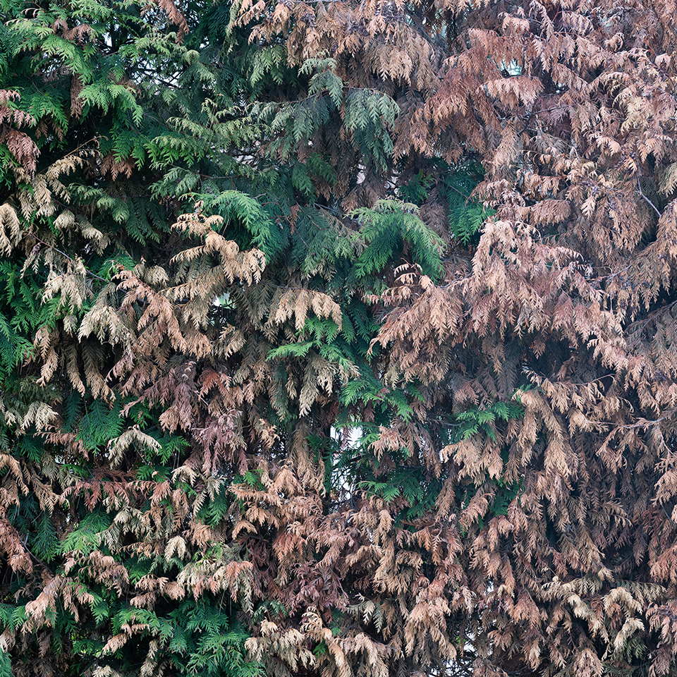 A tree showing early signs of drought stress