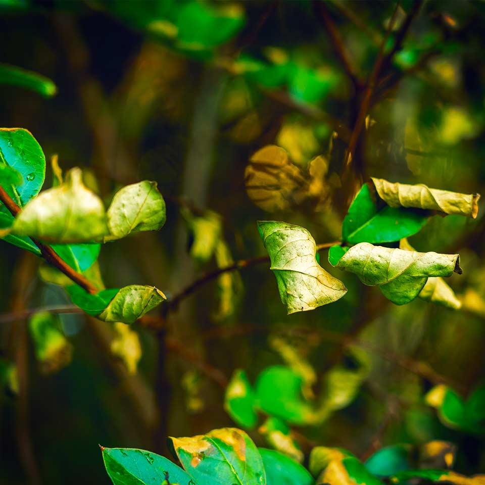 Dry leaves, example of organic matter for soil