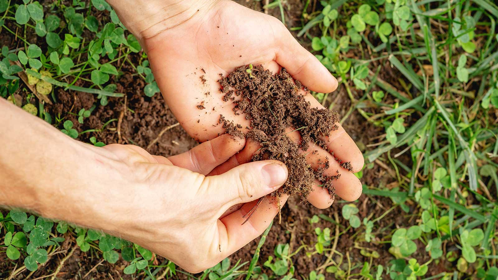 Tree specialist demonstrating healthy soil