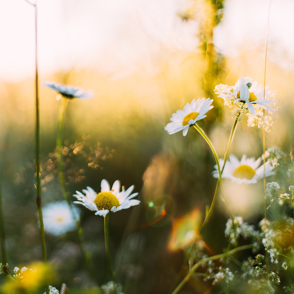 Flower blooming on Earth Day, symbolizing plant diversity