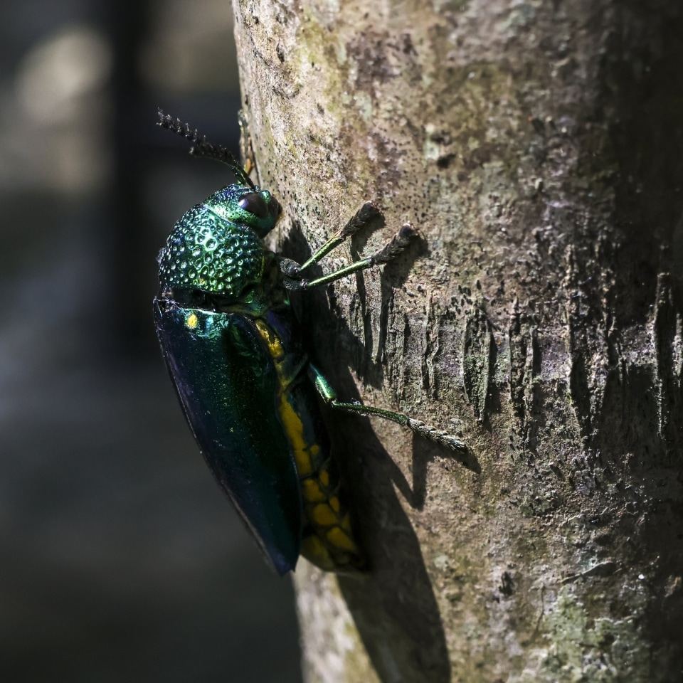 This metallic-green beetle has killed millions of ash trees in North America. The larvae tunnel beneath the bark, disrupting the tree's ability to move water and nutrients. Early signs include thinning canopies, bark splitting, and increased woodpecker activity as birds hunt the larvae. Without treatment, infested ash trees usually decline and die within a few years.