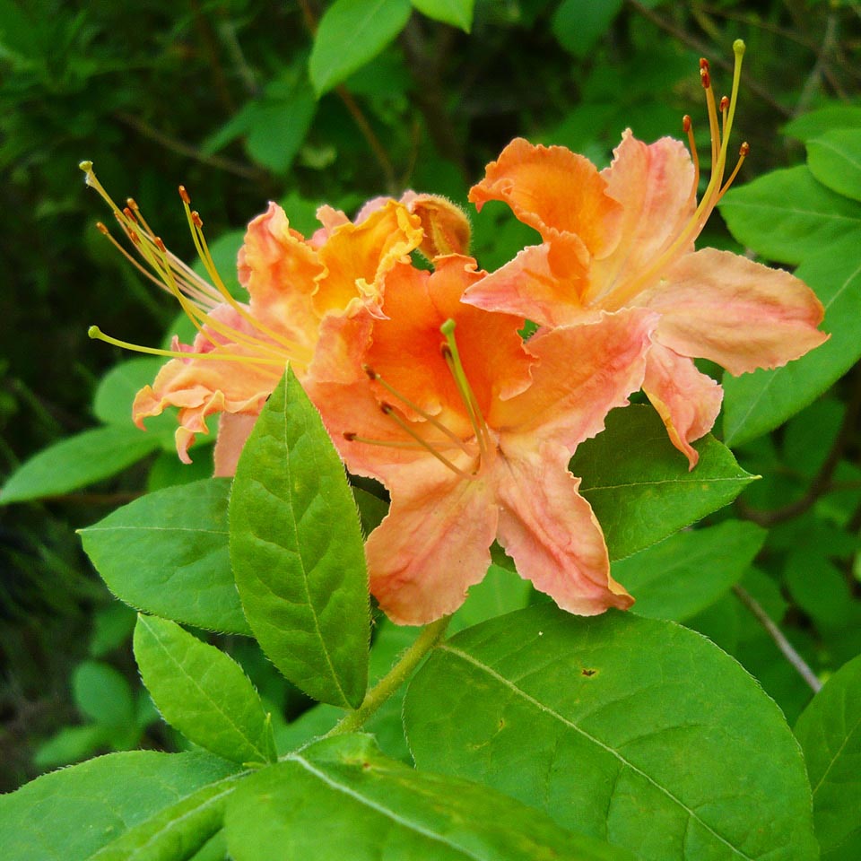Flame azalea shrub with orange flowers
