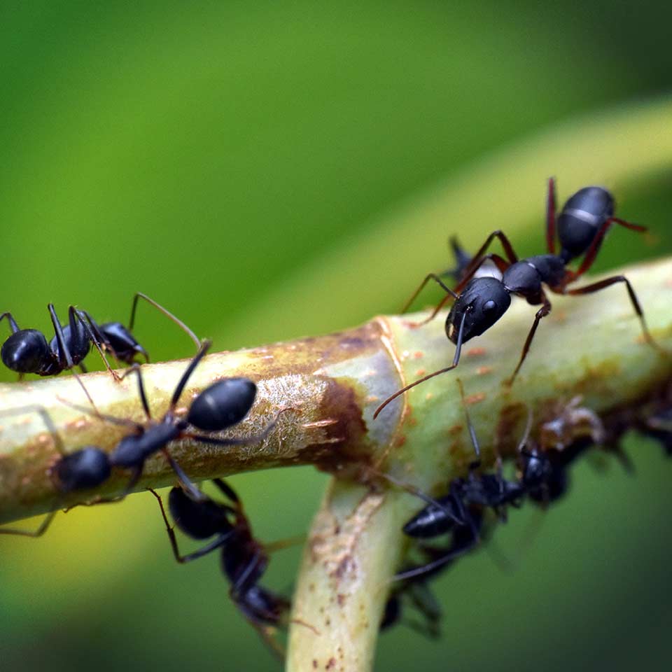 Fungus infecting and controlling carpenter ants