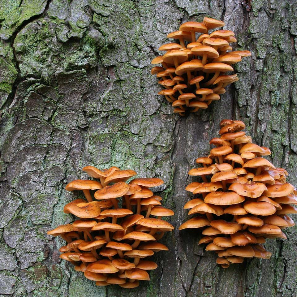 Fungi growing at base of tree, root rot