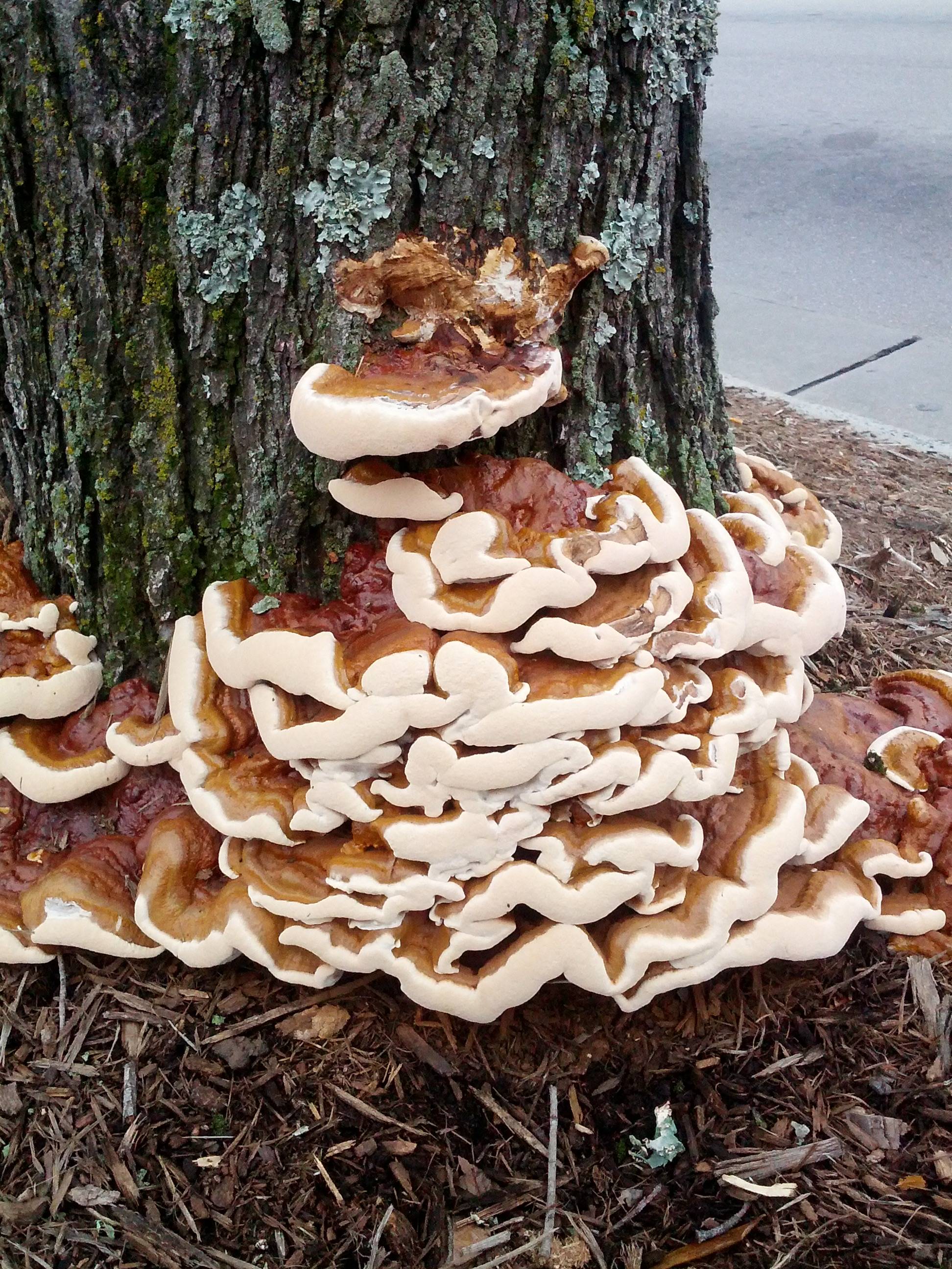 Ganoderma fungus on a tree trunk