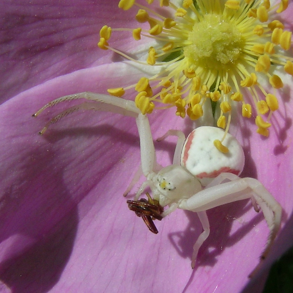 Goldenrod crab spider on pink and yellow flower