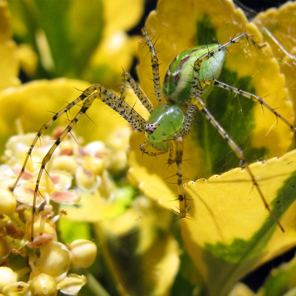 Bright green lynx spider among flowers