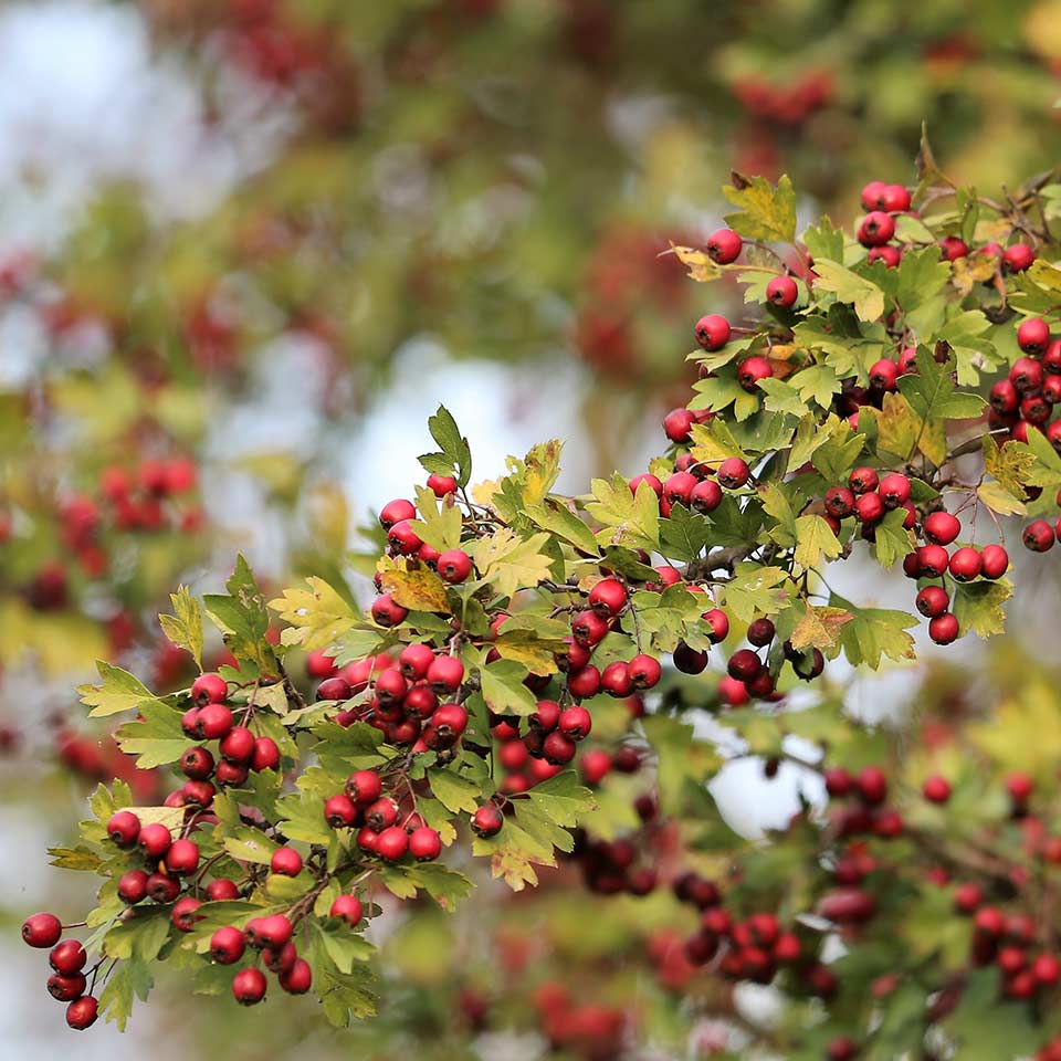 Green hawthorn tree, native to North Carolina