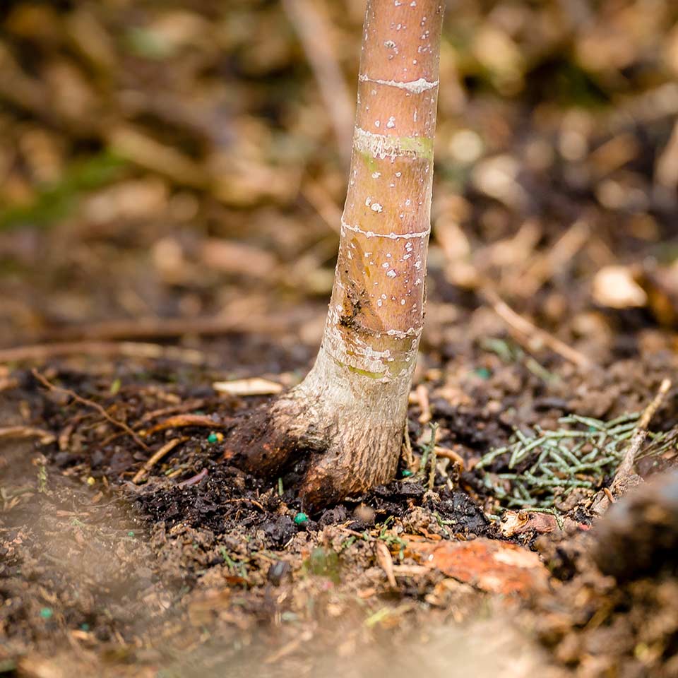 Ensuring root collar is not buried after planting