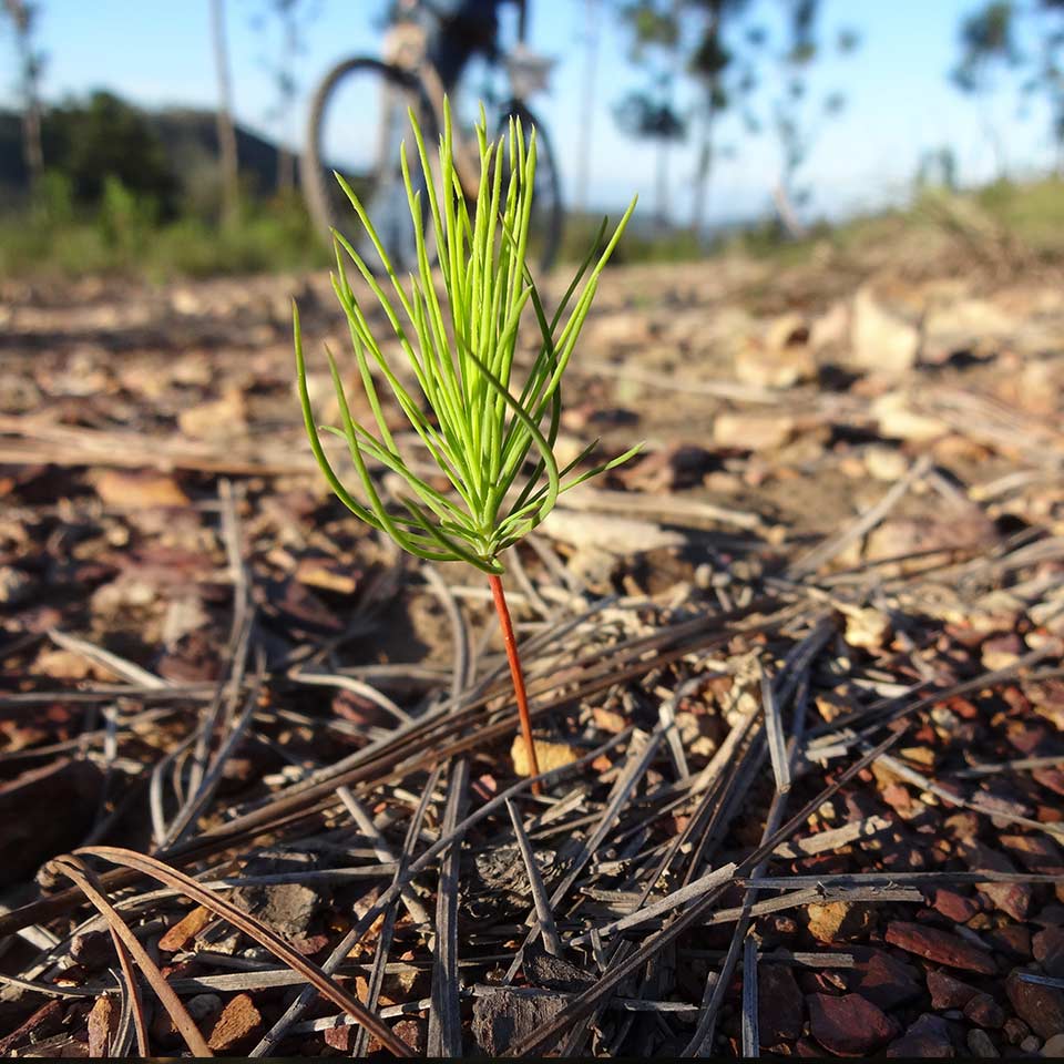 Young tree sapling, symbolizing future growth