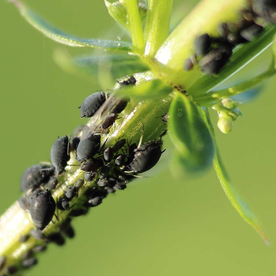 Aphids on tree leaf, common pest