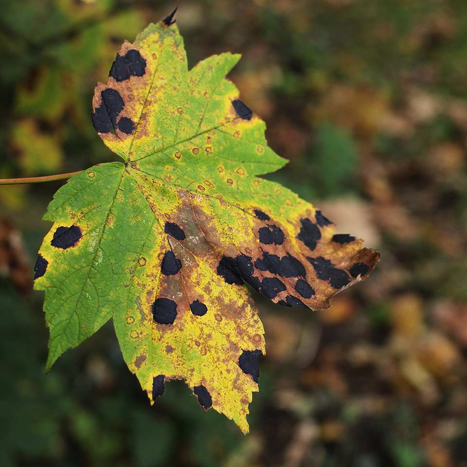 Discolored leaf, possible pest or disease