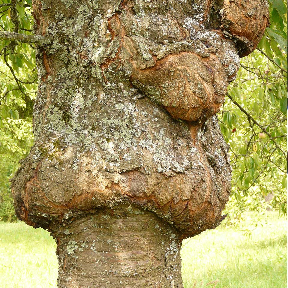 Swelling on tree bark caused by insects