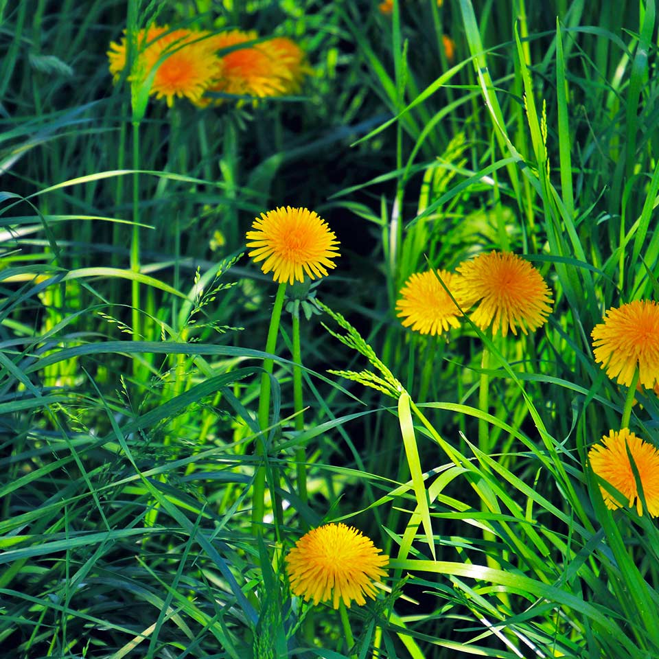 Dandelion and chickweed, important early food for pollinators