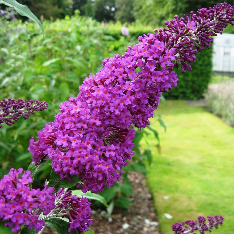 Butterfly Bush, invasive shrub with purple flowers