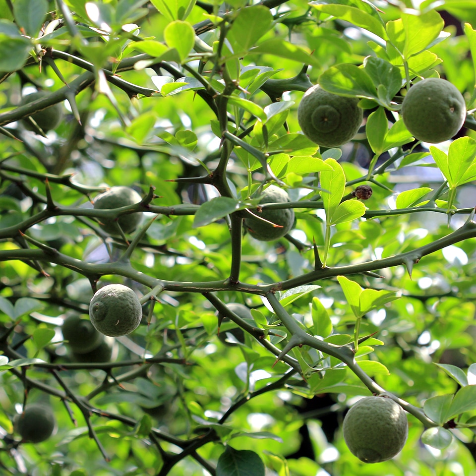 Flying Dragon, invasive shrub with orange-like fruits