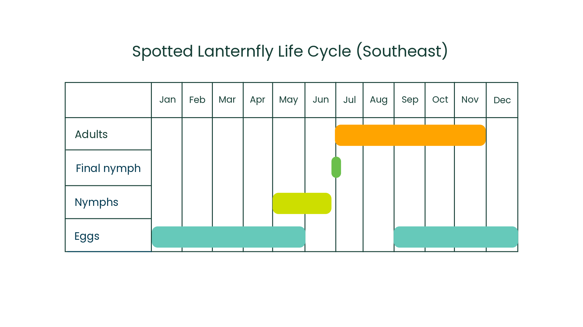 When you will see nymphs vs adult spotted lanternflies