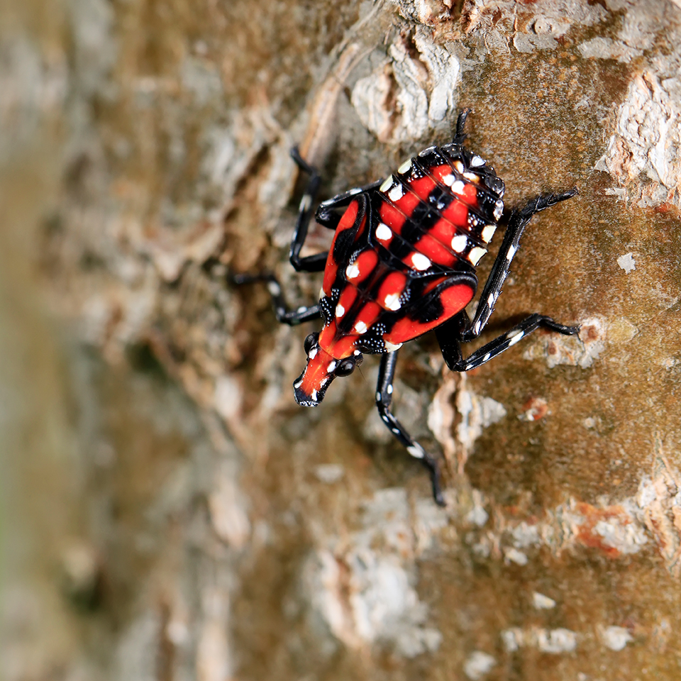 What a spotted lanternfly looks like in the nymph stage.