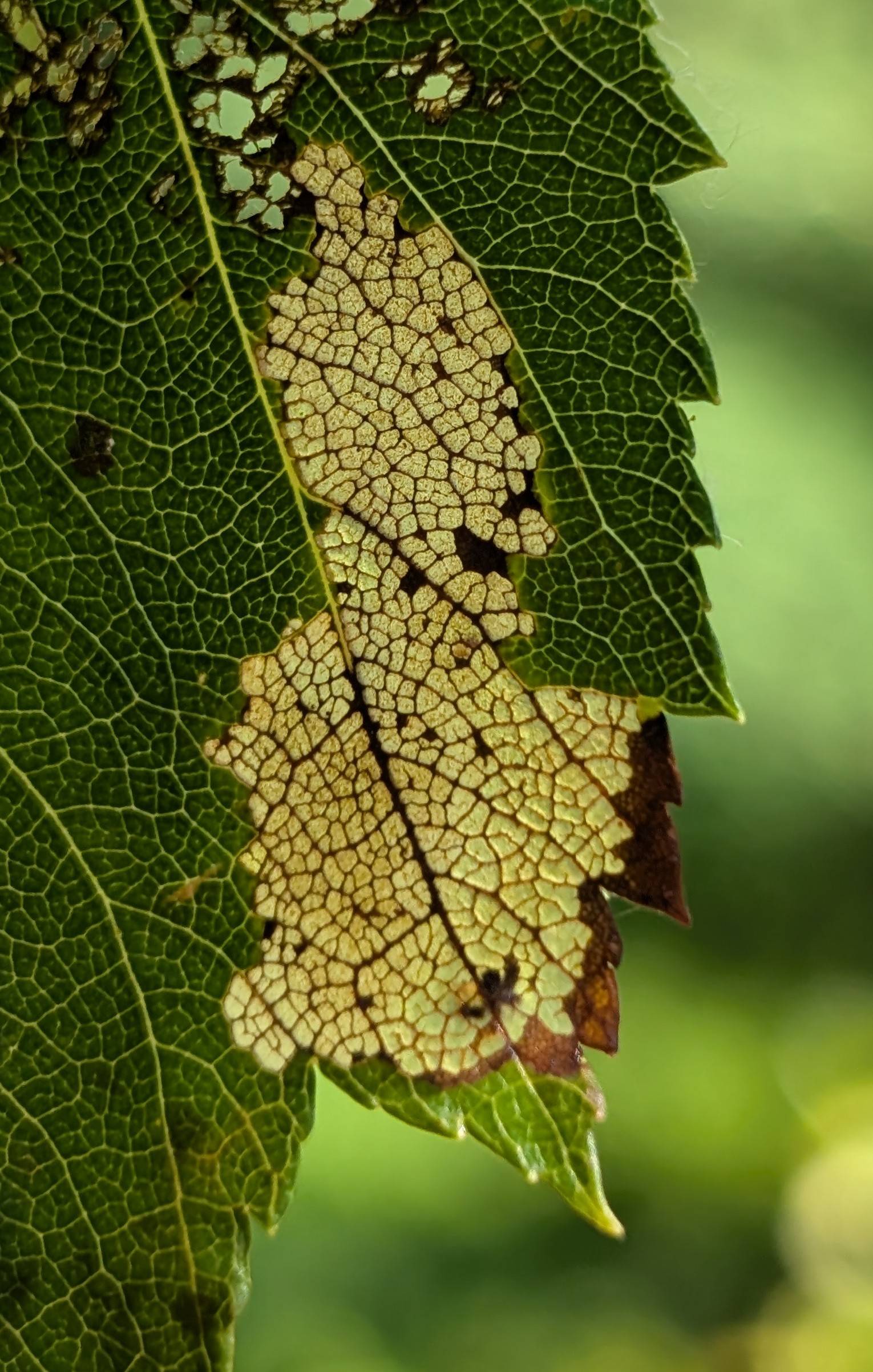 nothing to worry about: signs of life on a leaf