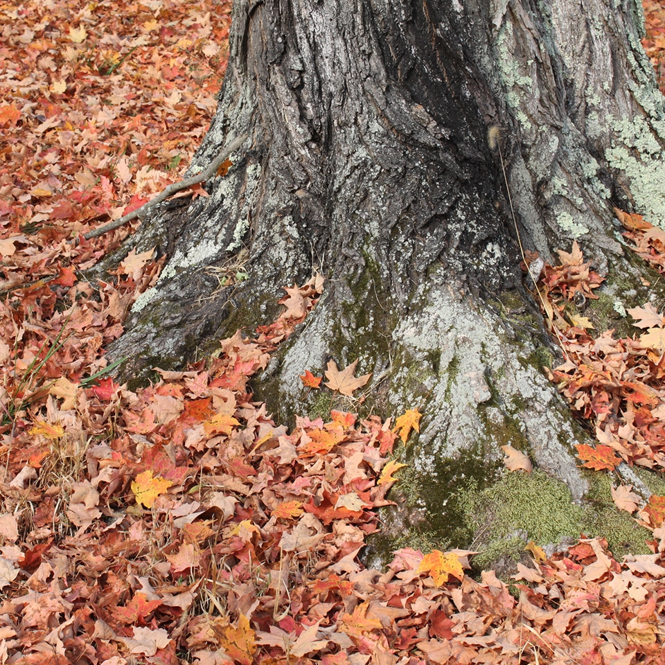 Leaf litter decomposing into leaf mold to feed soil