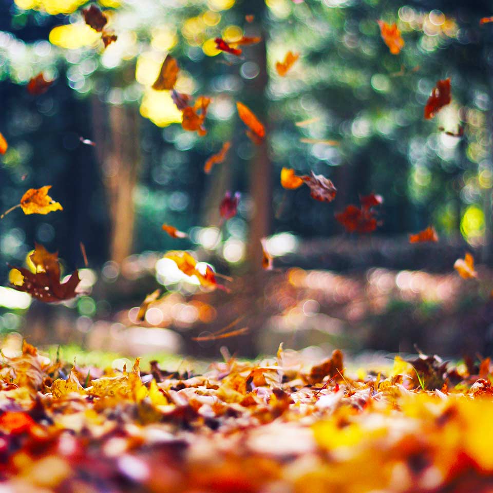 Falling autumn leaves, natural mulch for trees
