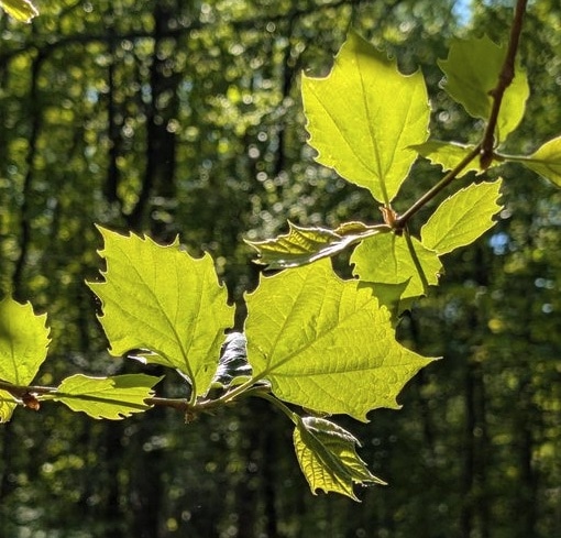 bright green tree leaves