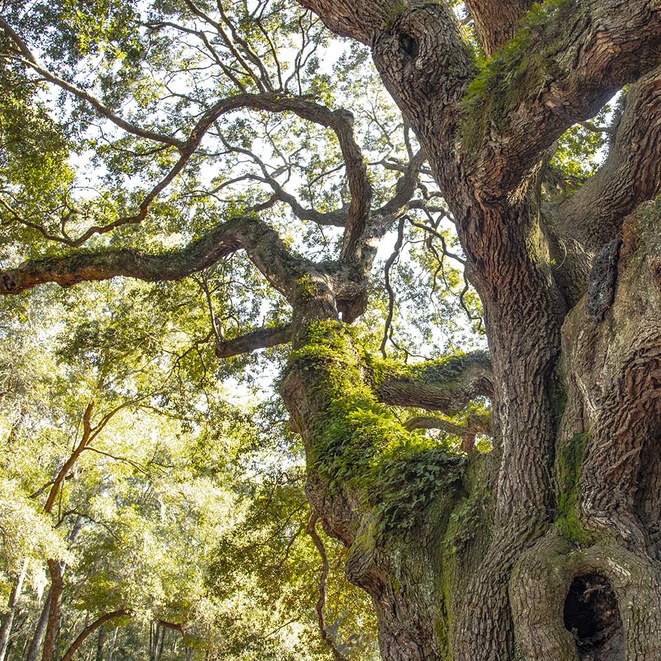 Live Oak tree, example of native species for planting