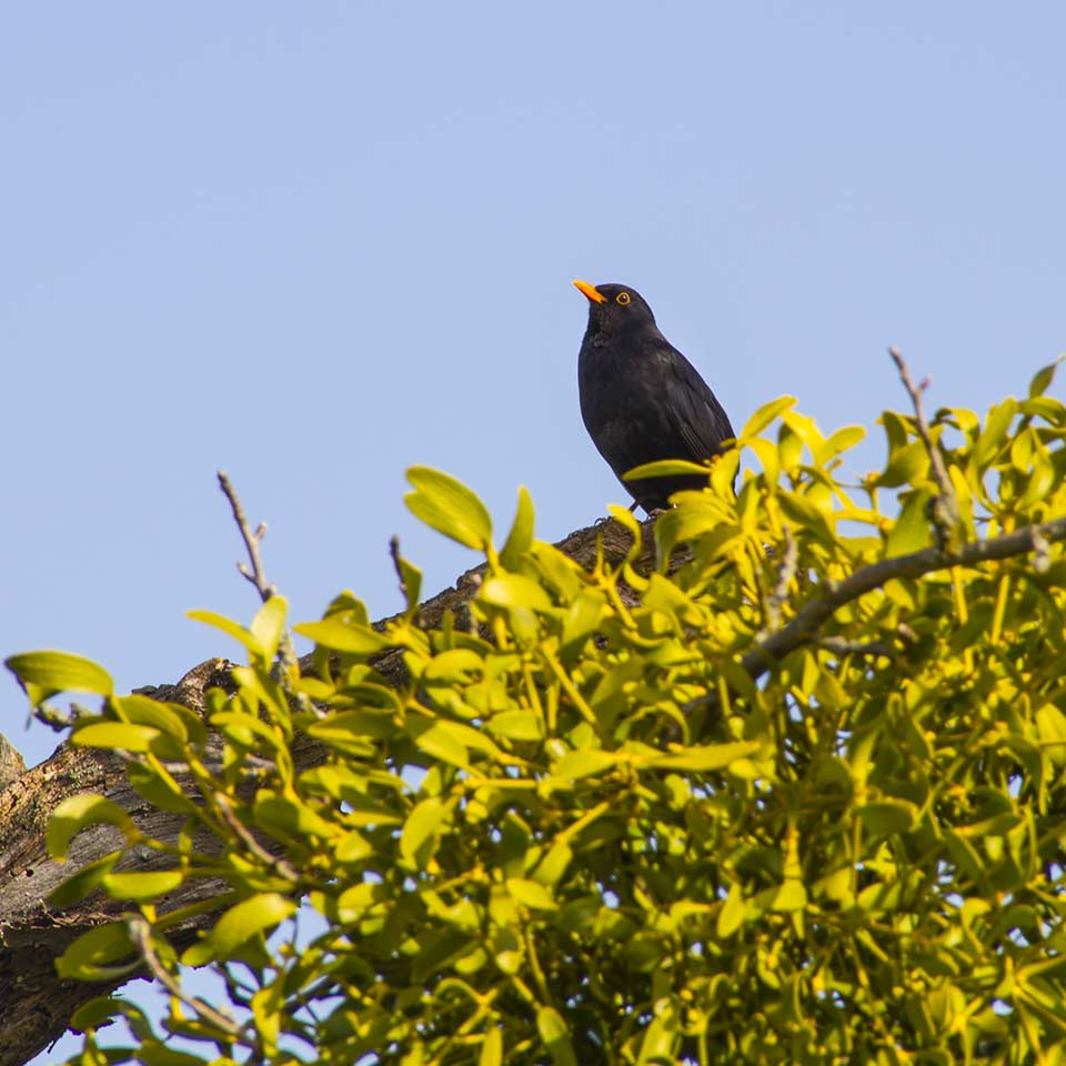 Bird in mistletoe